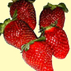 Strawberry_camarosa