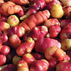 Oca