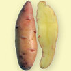 Potato_ruby_crescent_fingerling