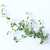 Thyme_thymus_sp.-1.small