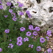 DigtheDirt Member Gardens