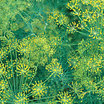 Dill_bouquet