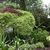 Japanese_maple.small