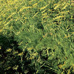 Dill_mammoth