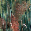 Fennel_bronze