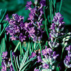 Lavendar_munstead_english