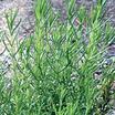Lavendar_yellow
