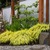 Japanese_forest_grass.small