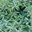 Sage_garden