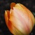 Orange_tulip.small