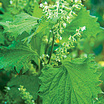 Shiso_green