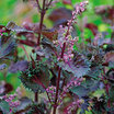 Shiso_purple