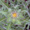 Thistle_blessed