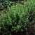 Thyme_german_winter.small