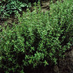 Thyme_german_winter