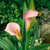 Calla_lilies_zantedeschia_rehmannii_superba.-1.small
