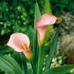 pink calla