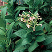 Tobacco_scherazi