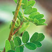 Astragalus