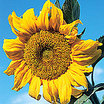 Sunflower_hopi_black_dye