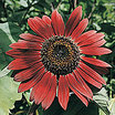 Sunflower_evening_sun