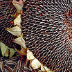 Sunflower_mariam_edible
