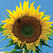 Sunflower_russian_mammoth