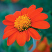 Sunflower_mexican