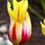 Tulip_yellow_red.small