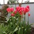 Eco_tulips.small