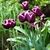 Purple_white_tulips.small