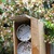 Mason_bees.small