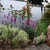 Lavender_and_roses.small