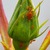 Aphids_on_bud.small