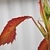 Aphids_under_leaf.small