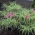 Rhododendron_stenopetalum_lineanrifolium_bushes.small