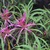 Rhododendron_stenopetalum_lineanrifolium_.small