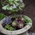 Stone_urn_succulents.small