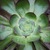Succulent_close_up.small