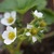 Strawberries.small