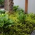 Hosta_garden.small