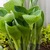 Hosta_shoots.small