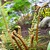 Fern.small