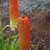 Red_hot_poker.small