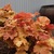 Heuchera.small