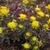 Firebird_euphorbia.small