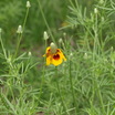 Butterfly Gardens