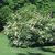 Arrowwood_viburnum