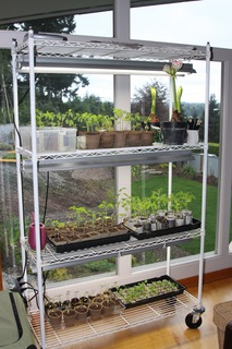Seed_starting_rack.large