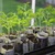 Tomato_seedlings_in_paper_pots.small